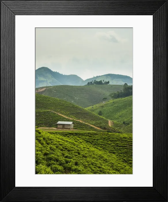 Framed Print : Tea plantation in the mountains of southern Uganda, East Africa, Africa Framed Print : Tea plantation in the mountains of southern Uganda, East Africa, Africa