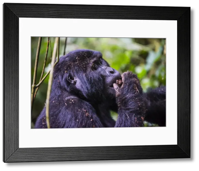 Framed Print : Mountain gorilla (Gorilla beringei beringei) in the Bwindi Impenetrable National Park, Uganda, East Africa, Africa Framed Print : Mountain gorilla (Gorilla beringei beringei) in the Bwindi Impenetrable National Park, Uganda, East Africa, Africa