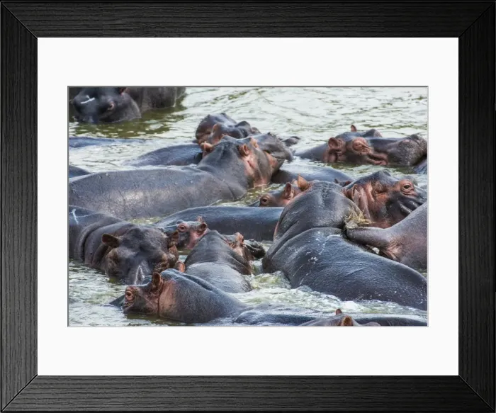 Framed Print : Hippopotamus (Hippopotamus amphibious) group bathing in the water, Queen Elizabeth National Park, Uganda, East Africa, Africa Framed Print : Hippopotamus (Hippopotamus amphibious) group bathing in the water, Queen Elizabeth National Park, Uganda, East Africa, Africa