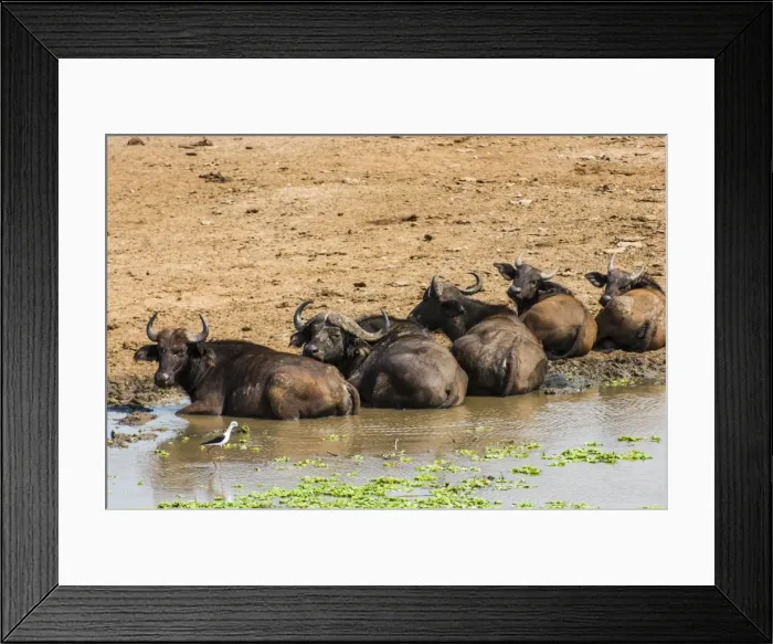 Framed Print : African buffalos (Cape buffalo) (Syncerus caffer), Queen Elizabeth National Park, Uganda, East Africa, Africa Framed Print : African buffalos (Cape buffalo) (Syncerus caffer), Queen Elizabeth National Park, Uganda, East Africa, Africa