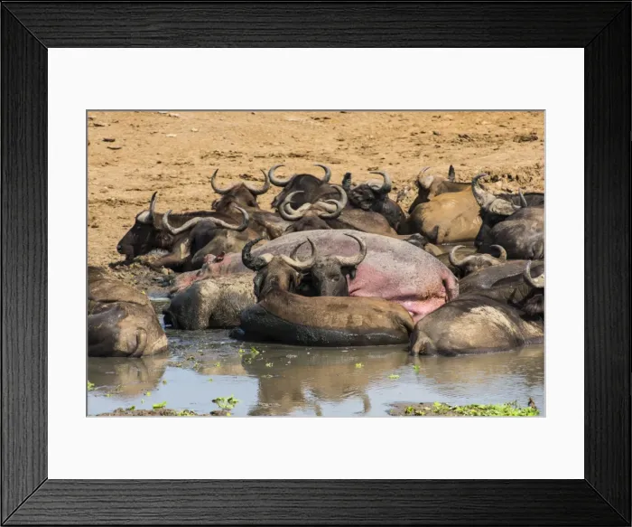 Framed Print : African buffalos (Cape buffalos) (Syncerus caffer), Queen Elizabeth National Park, Uganda, East Africa, Africa Framed Print : African buffalos (Cape buffalos) (Syncerus caffer), Queen Elizabeth National Park, Uganda, East Africa, Africa
