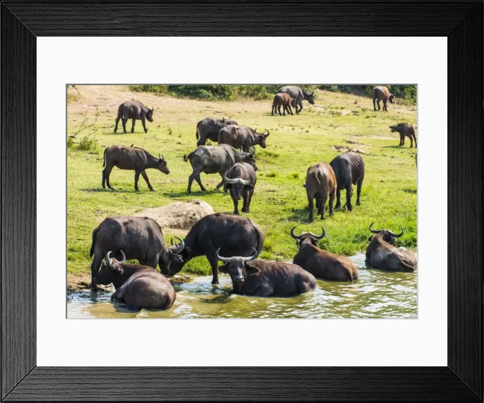 Framed Print : African buffalos (Cape buffalo) (Syncerus caffer), Queen Elizabeth National Park, Uganda, East Africa, Africa Framed Print : African buffalos (Cape buffalo) (Syncerus caffer), Queen Elizabeth National Park, Uganda, East Africa, Africa