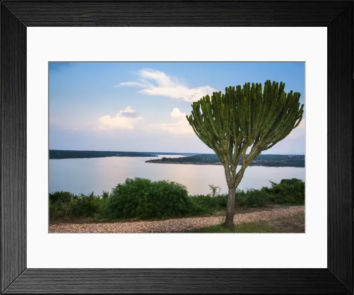 Framed Print : Cactus tree above the Kazinga Channel linking Lake George and Lake Edward at sunset, Queen Elizabeth National Park, Uganda, East Africa, Africa Framed Print : Cactus tree above the Kazinga Channel linking Lake George and Lake Edward at sunset, Queen Elizabeth National Park, Uganda, East Africa, Africa