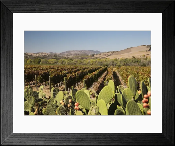 Framed Print : Vineyard, Santa Ynez, Santa Ynez Valley, Santa Barbara County, California, United States of America, North America Framed Print : Vineyard, Santa Ynez, Santa Ynez Valley, Santa Barbara County, California, United States of America, North America