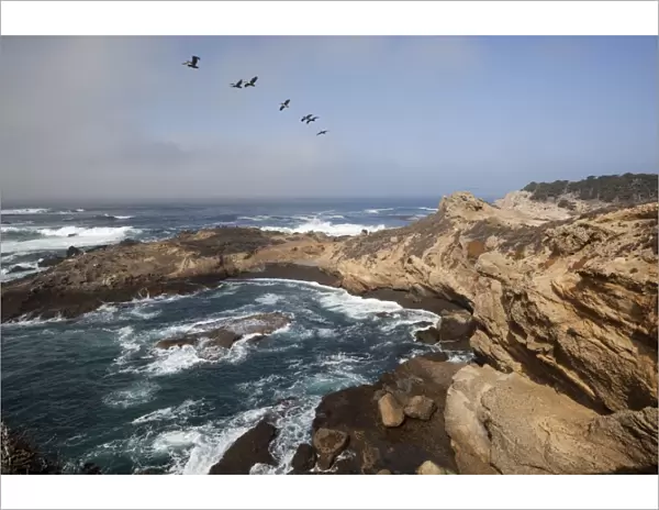 Point Lobos State Natural Reserve, Carmel, Monterey County, California, United States of America, North America