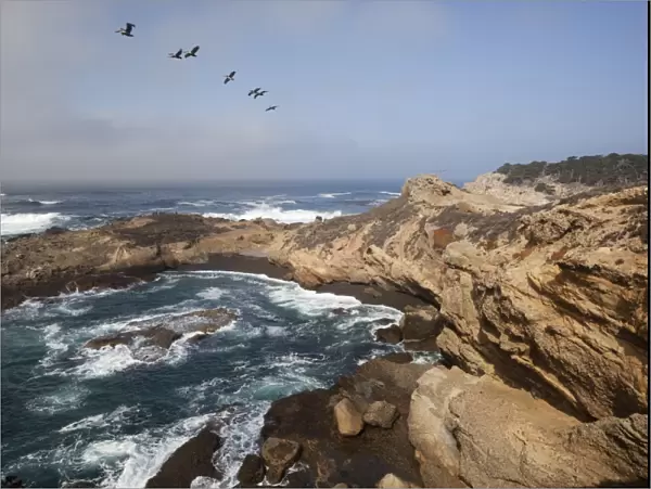 Point Lobos State Natural Reserve, Carmel, Monterey County, California, United States of America, North America
