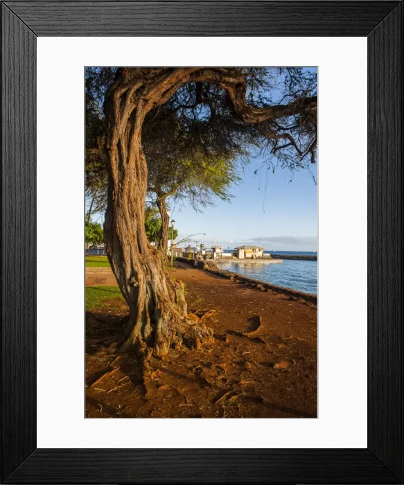 Framed Print : Park on the coast of Lahaina, Maui, Hawaii, United States of America, Pacific Framed Print : Park on the coast of Lahaina, Maui, Hawaii, United States of America, Pacific