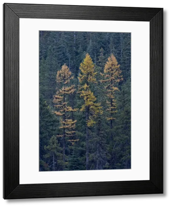 Framed Print : Western larch (Larix occidentalis) in the fall, Mount Hood National Forest, Oregon, United States of America, North America Framed Print : Western larch (Larix occidentalis) in the fall, Mount Hood National Forest, Oregon, United States of America, North America