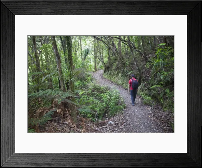 Framed Print : Man hiking on Waiomu Kauri Grove trail, Thames, Coromandel Peninsula, Waikato, North Island, New Zealand, Pacific Framed Print : Man hiking on Waiomu Kauri Grove trail, Thames, Coromandel Peninsula, Waikato, North Island, New Zealand, Pacific