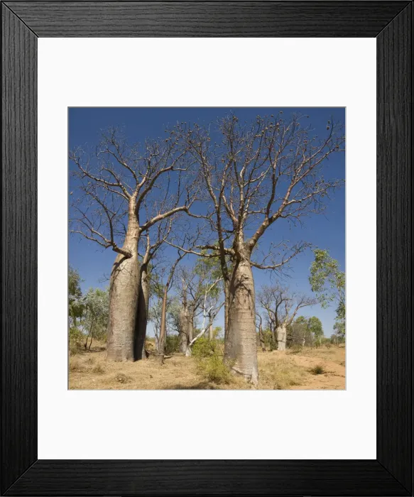 Framed Print : Boab trees (Adansonia gregorii), Halls Creek, The Kimberley, Western Australia, Australia, Pacific Framed Print : Boab trees (Adansonia gregorii), Halls Creek, The Kimberley, Western Australia, Australia, Pacific