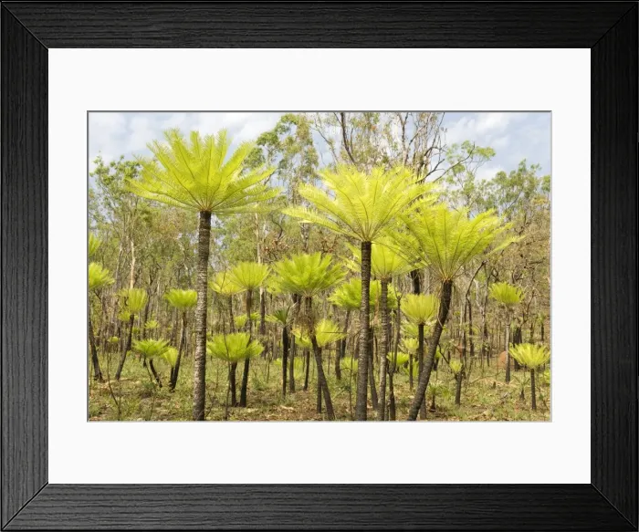Framed Print : Dicksonia tree ferns in Litchfield National Park, Northern Territory, Australia, Pacific Framed Print : Dicksonia tree ferns in Litchfield National Park, Northern Territory, Australia, Pacific