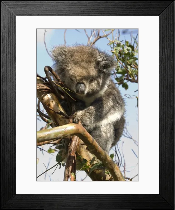 Framed Print : Koala in the wild, in a gum tree at Cape Otway, Great Ocean Road, Victoria, Australia, Pacific Framed Print : Koala in the wild, in a gum tree at Cape Otway, Great Ocean Road, Victoria, Australia, Pacific
