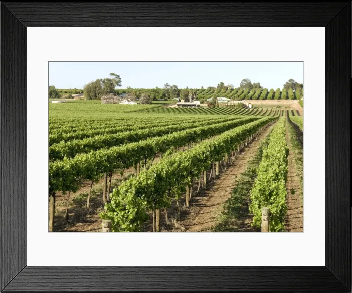 Framed Print : Giant vineyards, Renmark, Murray River valley, South Australia, Australia, Pacific Framed Print : Giant vineyards, Renmark, Murray River valley, South Australia, Australia, Pacific