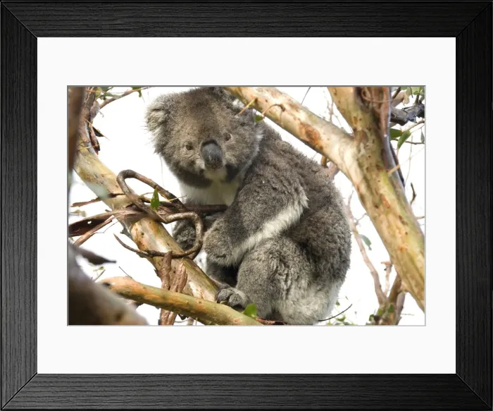 Framed Print : Koala in the wild, in a gum tree at Cape Otway, Great Ocean Road, Victoria, Australia Framed Print : Koala in the wild, in a gum tree at Cape Otway, Great Ocean Road, Victoria, Australia