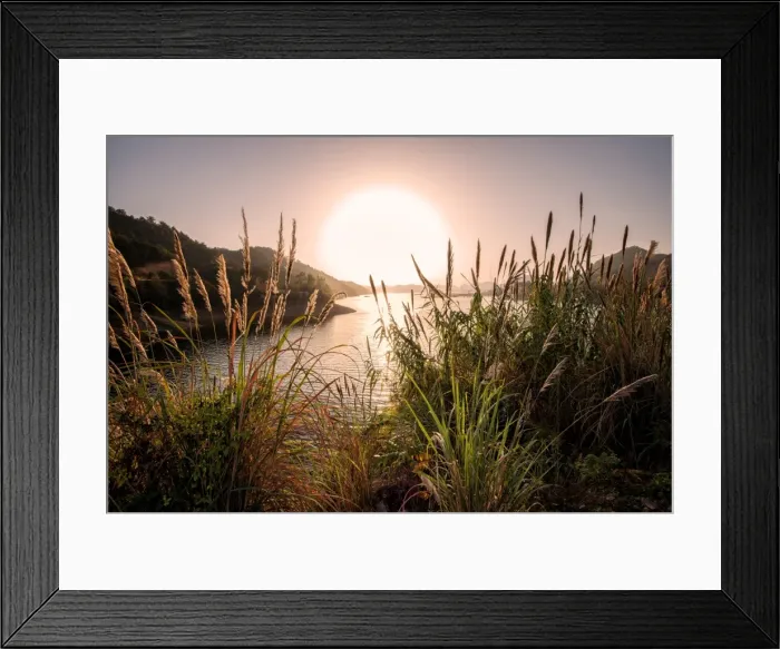 Framed Print : Reeds and setting sun at the shore of Qiandao Lake in Zhejiang province, China, Asia Framed Print : Reeds and setting sun at the shore of Qiandao Lake in Zhejiang province, China, Asia