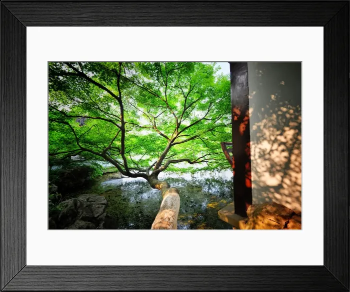 Framed Print : Tree reaching out into one of the many lakes in a park at West Lake, Hangzhou, Zhejiang, China, Asia Framed Print : Tree reaching out into one of the many lakes in a park at West Lake, Hangzhou, Zhejiang, China, Asia