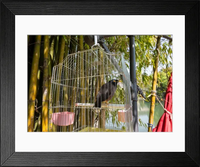 Framed Print : Bird in a cage in Lijiang, Yunnan, China, Asia Framed Print : Bird in a cage in Lijiang, Yunnan, China, Asia