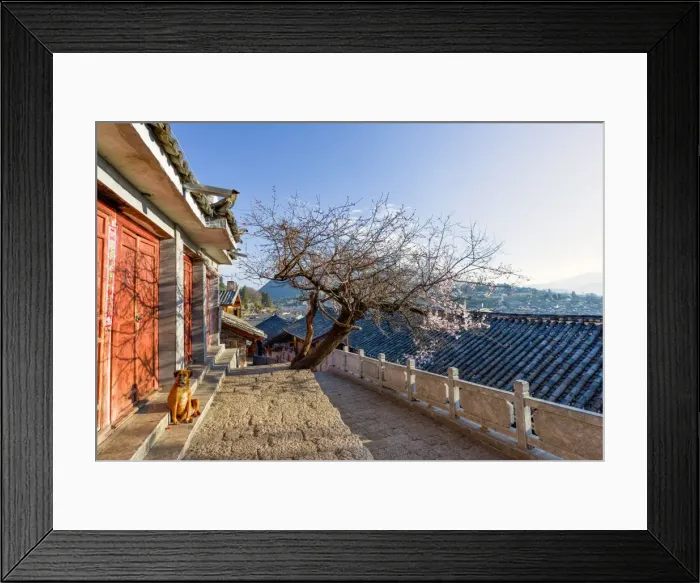 Framed Print : Dog sitting in the sun, with plum tree and Lijiang roofs, Lijiang, Yunnan, China, Asia Framed Print : Dog sitting in the sun, with plum tree and Lijiang roofs, Lijiang, Yunnan, China, Asia
