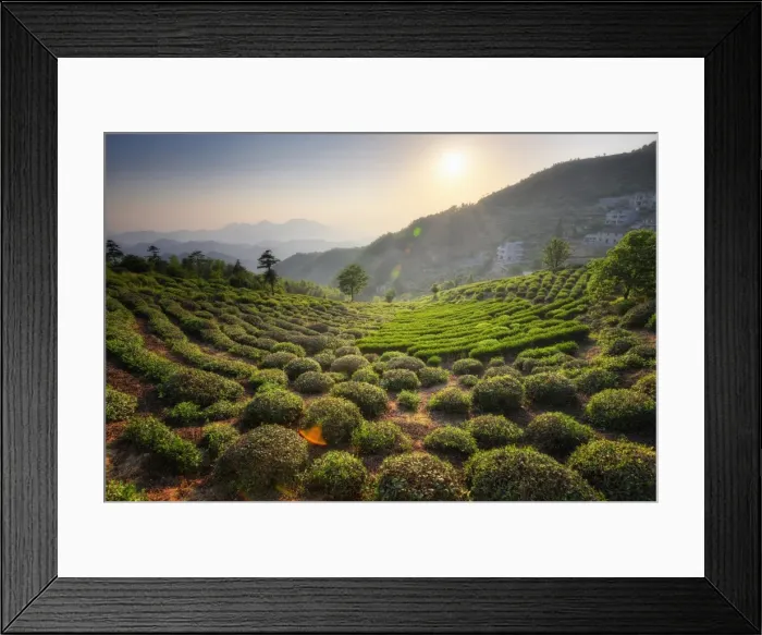 Framed Print : Sprawling tea fields in the mountains of Zhejiang province, China, Asia Framed Print : Sprawling tea fields in the mountains of Zhejiang province, China, Asia