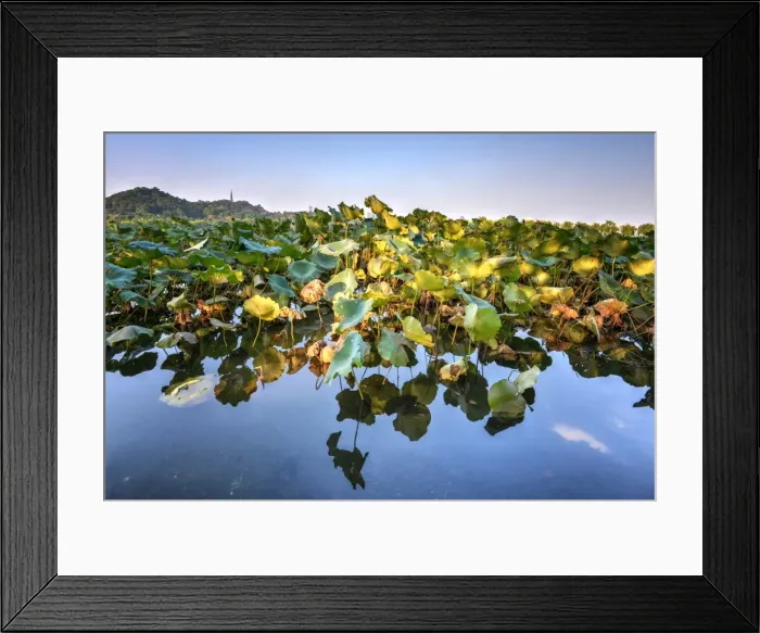 Framed Print : Lotus plants at BaiDi Causeway with reflections and Baochu Tower in the background, Hangzhou, Zhejiang, China, Asia Framed Print : Lotus plants at BaiDi Causeway with reflections and Baochu Tower in the background, Hangzhou, Zhejiang, China, Asia