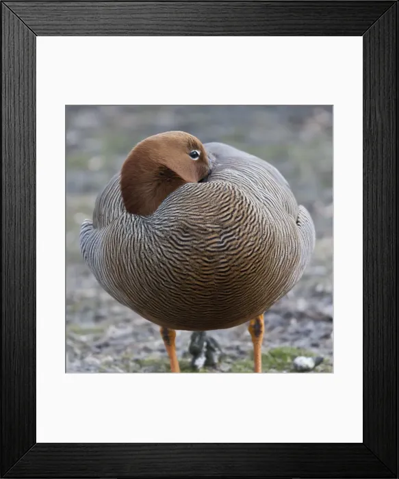 Framed Print : Ruddy-headed goose (Chloephaga rubidiceps), Sea Lion Island, Falkland Islands, South America Framed Print : Ruddy-headed goose (Chloephaga rubidiceps), Sea Lion Island, Falkland Islands, South America