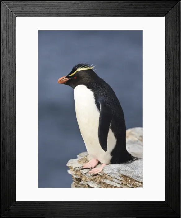 Framed Print : Rockhopper penguin (Eudyptes chrysocome) poses on a rock, Rockhopper Point, Sea Lion Island, Falkland Islands, South America Framed Print : Rockhopper penguin (Eudyptes chrysocome) poses on a rock, Rockhopper Point, Sea Lion Island, Falkland Islands, South America