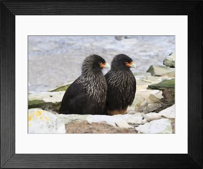 Framed Print : Pair of Striated caracaras (Phalcoboenus australis) behind a rock at Rockhopper Point, Sea Lion Island, Falkland Islands, South Atlantic, South America Framed Print : Pair of Striated caracaras (Phalcoboenus australis) behind a rock at Rockhopper Point, Sea Lion Island, Falkland Islands, South Atlantic, South America