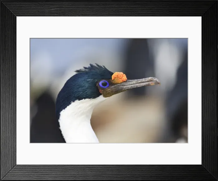 Framed Print : King cormorant (Imperial cormorant) (Phalacrocorax atriceps) portrait, Rockhopper Point, Sea Lion Island, Falkland Islands, South America Framed Print : King cormorant (Imperial cormorant) (Phalacrocorax atriceps) portrait, Rockhopper Point, Sea Lion Island, Falkland Islands, South America