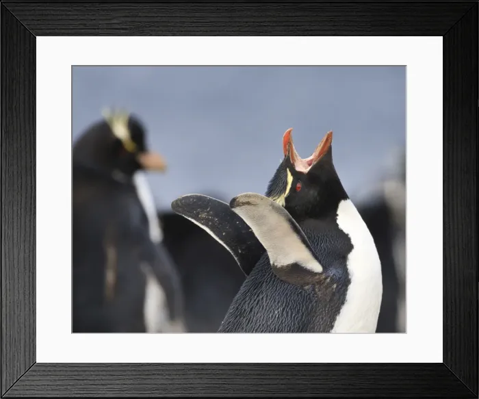 Framed Print : Rockhopper penguin (Eudyptes chrysocome) vocalisation, Rockhopper Point, Sea Lion Island, Falkland Islands, South America Framed Print : Rockhopper penguin (Eudyptes chrysocome) vocalisation, Rockhopper Point, Sea Lion Island, Falkland Islands, South America