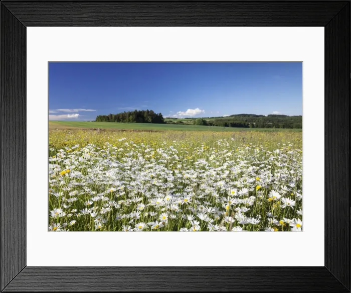 Framed Print : Flower meadow with marguerites (Leucanthemum vulgare), Baden Wurttemberg, Germany, Europe Framed Print : Flower meadow with marguerites (Leucanthemum vulgare), Baden Wurttemberg, Germany, Europe