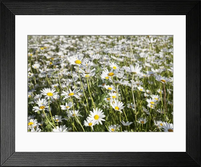 Framed Print : Flower meadow with marguerites (Leucanthemum vulgare), Baden Wurttemberg, Germany, Europe Framed Print : Flower meadow with marguerites (Leucanthemum vulgare), Baden Wurttemberg, Germany, Europe