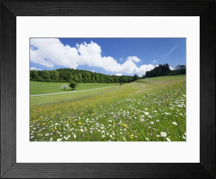 Framed Print : Spring meadow with marguerite flowers (Leucanthemum vulgare), Swabian Alb, Baden Wurttemberg, Germany, Europe Framed Print : Spring meadow with marguerite flowers (Leucanthemum vulgare), Swabian Alb, Baden Wurttemberg, Germany, Europe