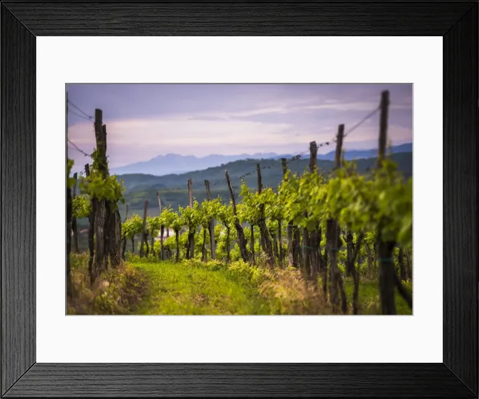 Framed Print : Vineyards and mountains near Smartno in the Goriska Brda wine region of Slovenia, Europe Framed Print : Vineyards and mountains near Smartno in the Goriska Brda wine region of Slovenia, Europe