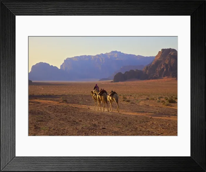 Framed Print : Bedouin with camels, Wadi Rum, Jordan, Middle East Framed Print : Bedouin with camels, Wadi Rum, Jordan, Middle East