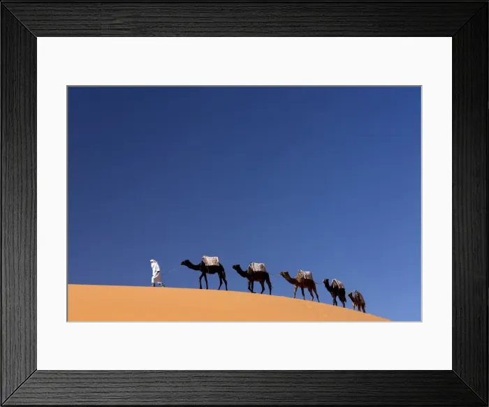 Framed Print : Berber man leading a train of camels over the orange sand dunes of the Erg Chebbi sand sea, Sahara Desert near Merzouga, Morocco, North Africa, Africa Framed Print : Berber man leading a train of camels over the orange sand dunes of the Erg Chebbi sand sea, Sahara Desert near Merzouga, Morocco, North Africa, Africa