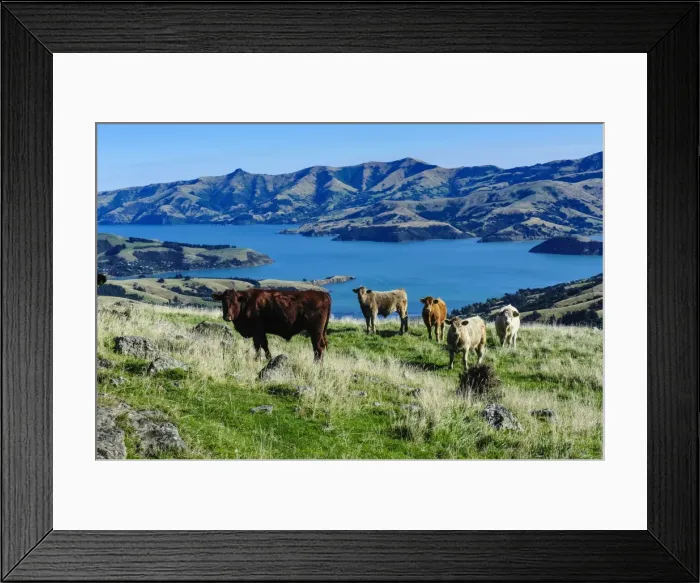 Framed Print : Cows grazing above the Akaroa harbour, Banks Peninsula, Canterbury, South Island, New Zealand, Pacific Framed Print : Cows grazing above the Akaroa harbour, Banks Peninsula, Canterbury, South Island, New Zealand, Pacific