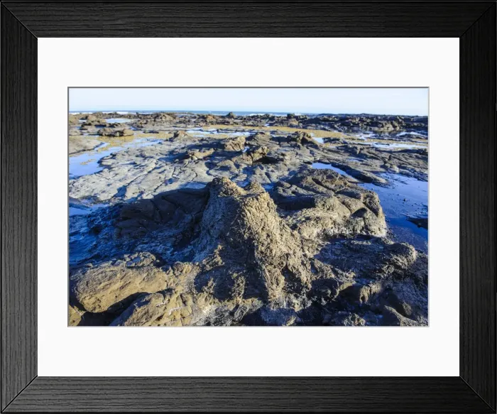 Framed Print : Fossilised Jurassic age trees exposed at low tide at Curio bay, the Catlins, South Island, New Zealand, Pacific Framed Print : Fossilised Jurassic age trees exposed at low tide at Curio bay, the Catlins, South Island, New Zealand, Pacific