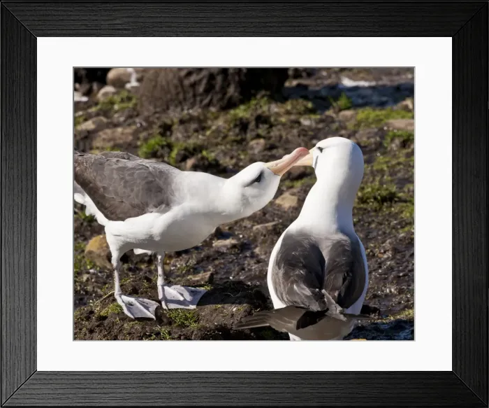 Framed Print : Black-browed albatross (Thalassarche melanophrys) adult bonding behaviour, the Neck, Saunders Island, Falkland Islands, South America Framed Print : Black-browed albatross (Thalassarche melanophrys) adult bonding behaviour, the Neck, Saunders Island, Falkland Islands, South America