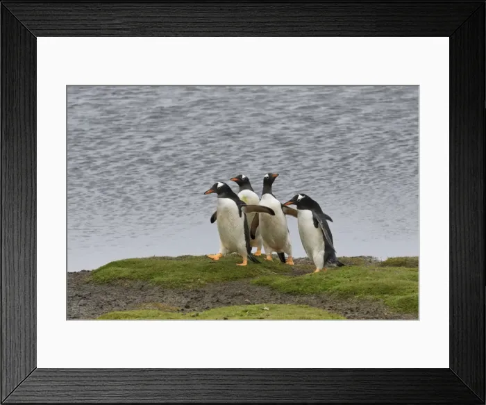 Framed Print : Gentoo penguins (Pygoscelis papua) by a pool, Sea Lion Island, Falkland Islands, South America Framed Print : Gentoo penguins (Pygoscelis papua) by a pool, Sea Lion Island, Falkland Islands, South America