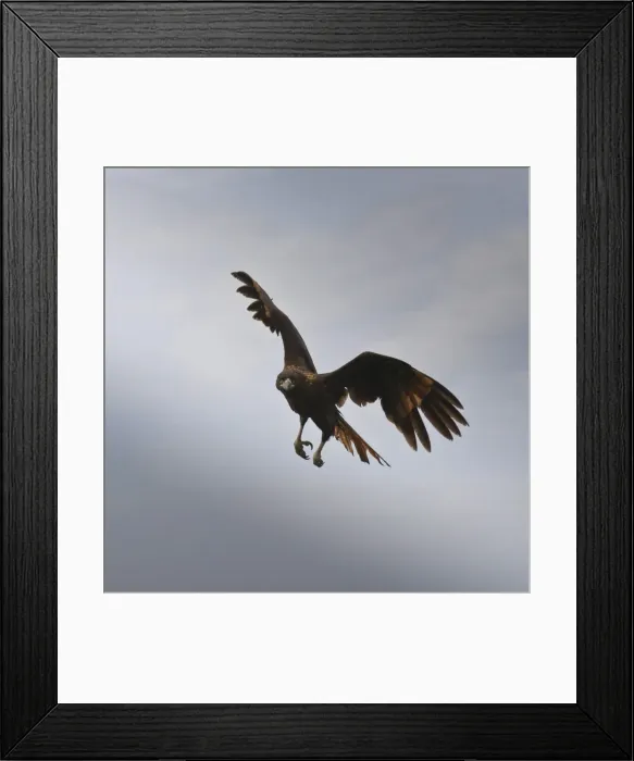 Framed Print : Striated caracara (Phalcoboenus australis) in flight, Sea Lion Island, Falkland Islands, South Atlantic, South America Framed Print : Striated caracara (Phalcoboenus australis) in flight, Sea Lion Island, Falkland Islands, South Atlantic, South America