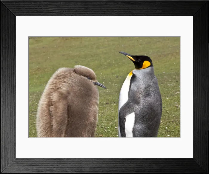 Framed Print : King penguin (Aptenodytes patagonicus) with chick, inland, the Neck, Saunders Island, Falkland Islands, South America Framed Print : King penguin (Aptenodytes patagonicus) with chick, inland, the Neck, Saunders Island, Falkland Islands, South America