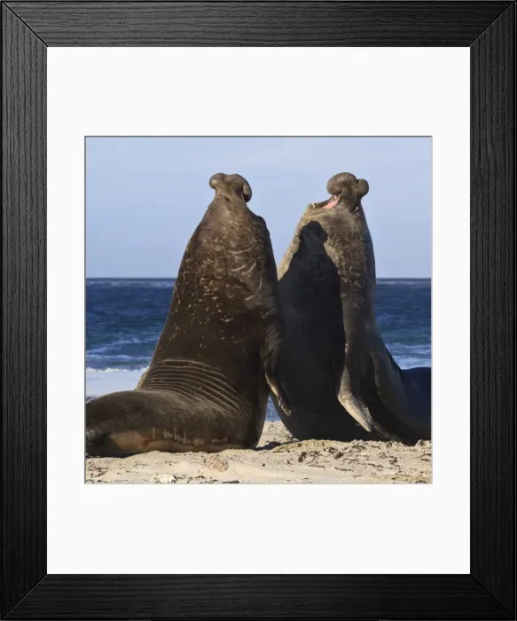Framed Print : Two southern elephant seal (Mirounga leonina) bulls rear up to establish dominance, Sea Lion Island, Falkland Islands, South America Framed Print : Two southern elephant seal (Mirounga leonina) bulls rear up to establish dominance, Sea Lion Island, Falkland Islands, South America