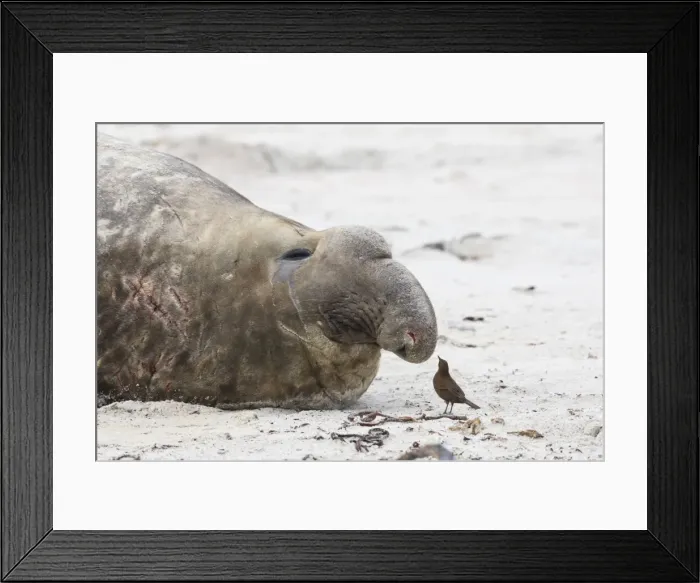 Framed Print : Scarred Southern elephant seal (Mirounga leonina) bull and Cobbs wren (Troglodytes cobbi), Sea Lion Island, Falkland Islands, South America Framed Print : Scarred Southern elephant seal (Mirounga leonina) bull and Cobbs wren (Troglodytes cobbi), Sea Lion Island, Falkland Islands, South America