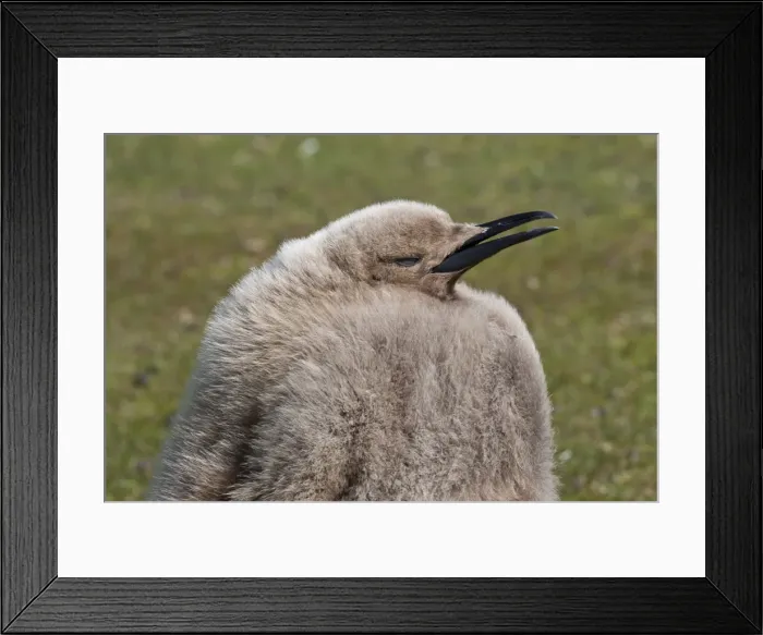 Framed Print : King penguin (Aptenodytes patagonicus) chick, the Neck, Saunders Island, Falkland Islands, South America Framed Print : King penguin (Aptenodytes patagonicus) chick, the Neck, Saunders Island, Falkland Islands, South America