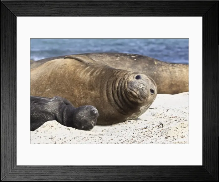 Framed Print : New born southern elephant seal (Mirounga leonina) pup with mother, Sea Lion Island, Falkland Islands, South America Framed Print : New born southern elephant seal (Mirounga leonina) pup with mother, Sea Lion Island, Falkland Islands, South America