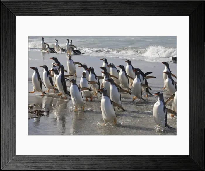 Framed Print : Large group of gentoo penguins (Pygoscelis papua) emerge from the sea, Sea Lion Island, Falkland Islands, South America Framed Print : Large group of gentoo penguins (Pygoscelis papua) emerge from the sea, Sea Lion Island, Falkland Islands, South America