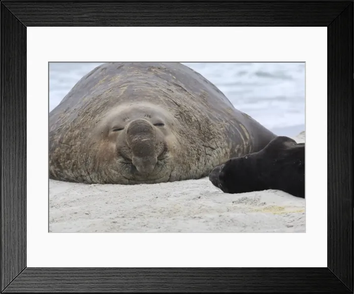 Framed Print : Little and Large, new born southern elephant seal (Mirounga leonina) pup with adult male bull, Sea Lion Island, Falkland Islands, South America Framed Print : Little and Large, new born southern elephant seal (Mirounga leonina) pup with adult male bull, Sea Lion Island, Falkland Islands, South America