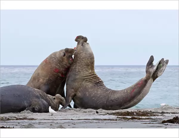 Two southern elephant seal (Mirounga leonina) bulls rear up and attack to establish dominance, Sea Lion Island, Falkland Islands, South America
