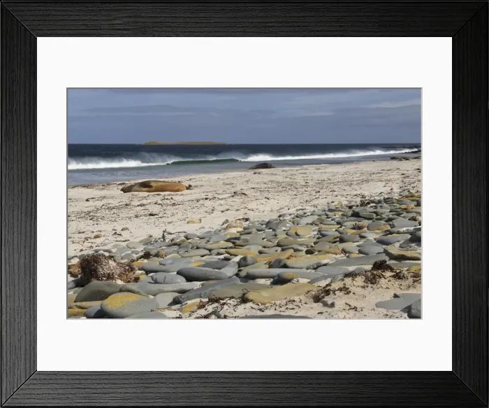 Framed Print : Southern elephant seals (Mirounga leonina) on beach with breaking wave, Sea Lion Island, Falkland Islands, South America Framed Print : Southern elephant seals (Mirounga leonina) on beach with breaking wave, Sea Lion Island, Falkland Islands, South America