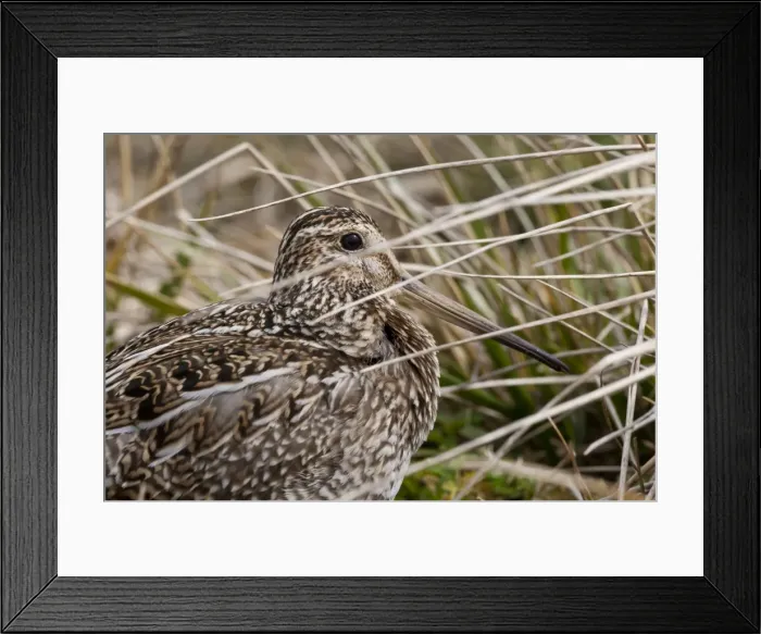 Framed Print : Magellanic snipe (Gallinago magellanica magellanica) hides in grassland, Sea Lion Island, Falkland Islands, South America Framed Print : Magellanic snipe (Gallinago magellanica magellanica) hides in grassland, Sea Lion Island, Falkland Islands, South America